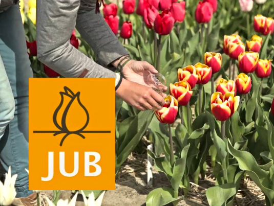 Bulbi de Flori