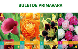 "BULBI DE PRIMAVARA"