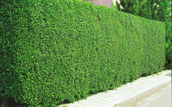 "LIGUSTRUM"