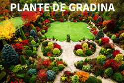 " OFERTA SAPTAMANII " PLANTE DE GRADINA