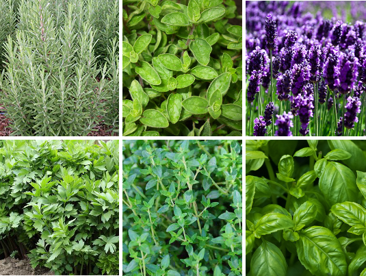Plante Aromatice sau Condimente